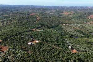 Đắk Nông: Định hình sản phẩm cà phê 'không phá rừng'