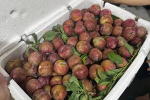 Mận hậu chính vụ hút khách, tiểu thương đua nhau 'hốt bạc'