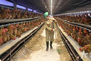 Sử dụng kháng sinh trong chăn nuôi vẫn phổ biến