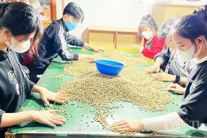 Giá cà phê hôm nay 23/5/2025, trong nước trái chiều thế giới