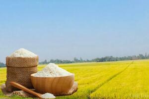 Giá lúa gạo hôm nay ngày 23/5: Thị trường biến động nhẹ