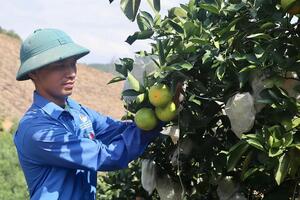 Cam Bảo Phương: Hành trình khởi nghiệp từ những quả cam tinh hoa