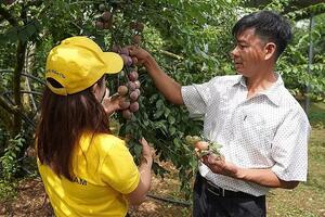 Thương mại điện tử: 'Cơ hội vàng' cho nông sản miền núi