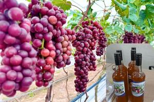 100% xã tại huyện Lâm Thao-Phú Thọ có sản phẩm OCOP