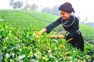 Thái Nguyên: 'Vàng xanh' mở lối thoát nghèo cho bà con dân tộc