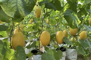 Xúc tiến thương mại mở lối cho dưa lưới công nghệ cao