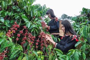 Bản tin nông sản hôm nay (27-5): Giá cà phê, hồ tiêu bình ổn, neo ở mức cao