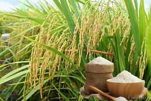 Giá lúa gạo hôm nay ngày 27/5: Lúa tăng giảm trái chiều