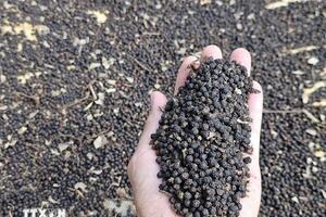 Bản tin nông sản hôm nay (28-5): Giá hồ tiêu và cà phê đồng loạt tăng