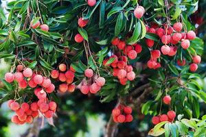 Bắc Giang ‘đánh thức’ tinh hoa làng quê bằng sản phẩm OCOP