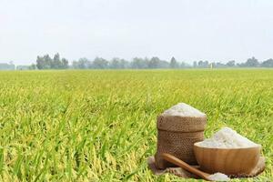 Giá lúa gạo hôm nay ngày 30/5: Thị trường lặng sóng