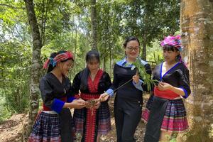 Sâm Lai Châu: Khi sản vật núi rừng bước vào chuỗi giá trị