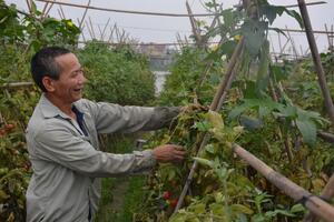 Nông dân Ba Chữ làm giàu từ rau xanh