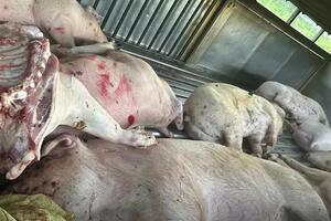 Quảng Trị: Làm rõ vụ xe tải chở lợn chết đi tiêu thụ