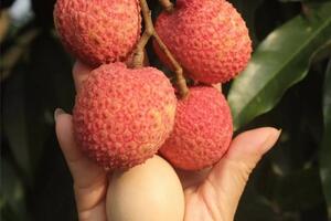 Sắp diễn ra phiên chợ vải Hưng Yên năm 2025 tại Ecopark