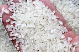 Lô gạo phát thải thấp sẽ xuất khẩu sang Nhật vào 5/6 với giá cao