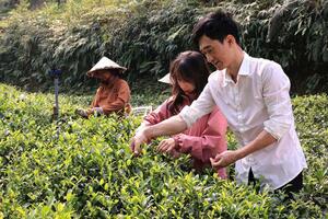 Không chỉ làm hồi sinh nương chè quê hương