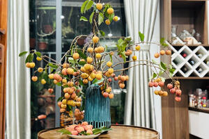 Giá cao gấp 10 lần, vải thiều Việt vẫn được săn lùng nhờ thú chơi lạ