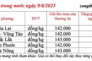 Giá tiêu hôm nay 9/6/2025: trong nước neo ngưỡng khá cao