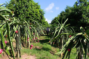 Mai Sơn tăng tốc mở rộng thị trường, kết nối tiêu thụ nông sản