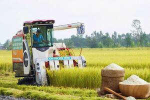 Giá lúa gạo hôm nay ngày 16/6: Lúa tươi xu hướng tăng