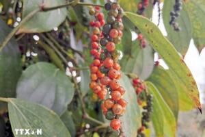 Bản tin nông sản hôm nay (10-6): Giá cà phê giảm nhẹ, giá hồ tiêu ở mức cao