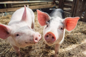 Giá heo hơi hôm nay 14/6/2025: Giảm nhẹ tại miền Trung và miền Nam