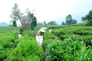 Mường Khương phát triển chè hữu cơ, đẩy mạnh kết nối tiêu thụ