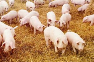 Giá heo hơi hôm nay 17/6/2025: Miền Nam quay đầu giảm mạnh