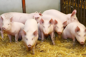 Giá heo hơi hôm nay 18/6/2025: Miền Nam, miền Trung tiếp đà giảm nhẹ