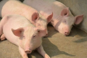 Giá heo hơi hôm nay 19/6/2025: Cao nhất 73.000 đồng/kg