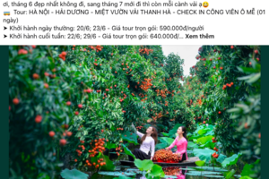 Du lịch nông sản 0 đồng ‘hút khách’ mùa hè