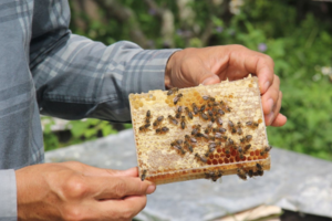 Mật ong Vân Hồ và câu chuyện xây dựng thương hiệu sản phẩm từ “tâm”