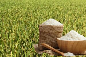 Giá lúa gạo hôm nay ngày 27/6: Lúa tươi xu hướng tăng