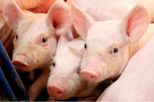 Giá heo hơi hôm nay 24/6/2025: Giảm đồng loạt tại miền Trung, miền Nam