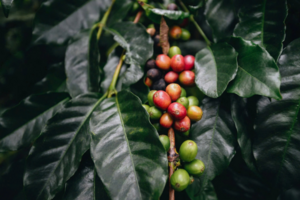 Giá cà phê Arabica giảm hơn 4,6% xuống mức 6.864 USD/tấn