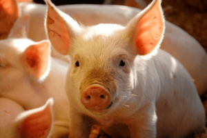 Giá heo hơi hôm nay 30/6/2025: Giảm nhẹ tại miền Trung, miền Nam