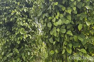 Giá tiêu hôm nay 2/7/2025: trong nước duy trì đà tăng cao