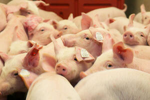 Giá heo hơi hôm nay 2/7/2025: Giảm đồng loạt trên toàn quốc
