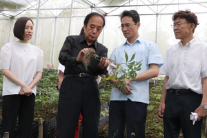 Sâm Lai Châu: Thương hiệu bị đe dọa bởi sâm giả 'đội lốt'