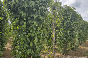 Giá tiêu hôm nay 3/7/2025: trong nước liên tục tăng, thị trường khởi sắc