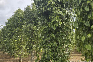 Giá tiêu hôm nay 5/7/2025: thị trường giảm nhẹ