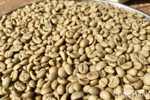 Giá cà phê Robusta tăng nhẹ gần 0,5% lên mức 3.677 USD/tấn