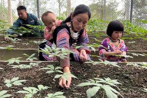 Sơn La “kiến tạo” thương hiệu: Từ nông sản bản địa đến sâm Ngọc Linh quốc bảo