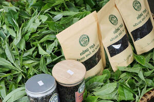 Lai Châu: Đồng bào Dao đỏ thoát nghèo nhờ chè Shan tuyết