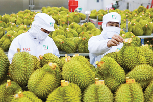 Sầu riêng Việt Nam: Từ 'ngôi sao' xuất khẩu đến bài toán tái cấu trúc bền vững