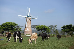 Singapore nhập khẩu khoảng 2,5 triệu USD/năm sữa và các sản phẩm sữa từ Việt Nam