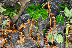 Sâm Lai Châu hướng đến thị trường xuất khẩu khó tính nhất