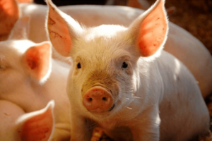 Giá heo hơi hôm nay 11/7/2025: Ổn định trên diện rộng