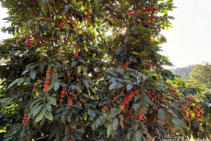 Giá cà phê hôm nay 11/7/2025: Thị trường trong nước tiếp đà giảm